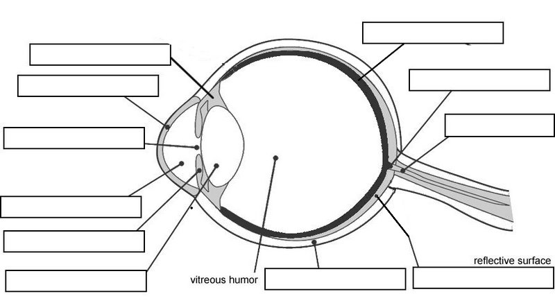 Anatomy Of Eye Worksheet Cow Diagram Thinglink â Heritance Me